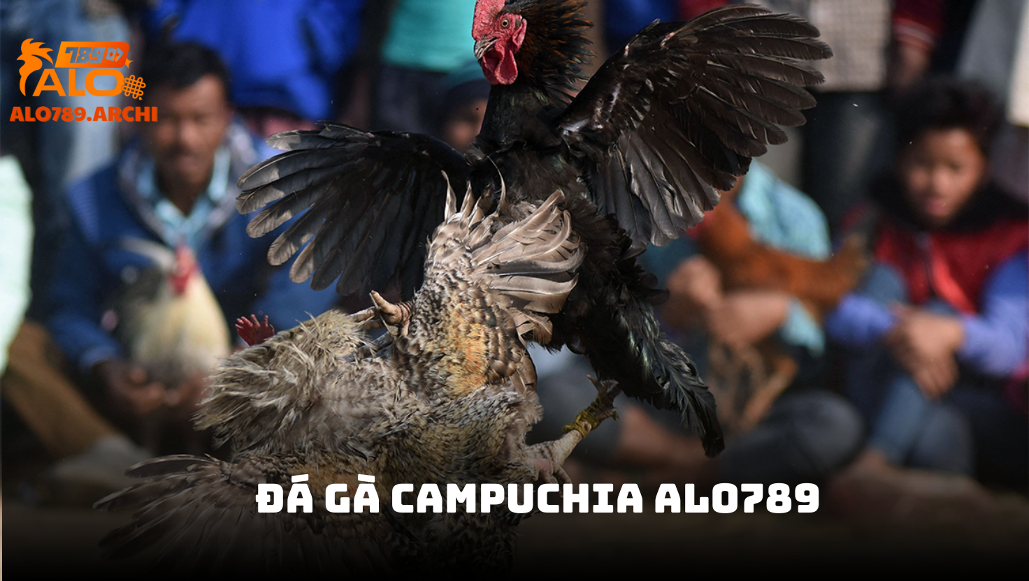 Đá gà Campuchia - Trải nghiệm cá cược kịch tính tại ALO789 1 Giới thiệu về đá gà Campuchia