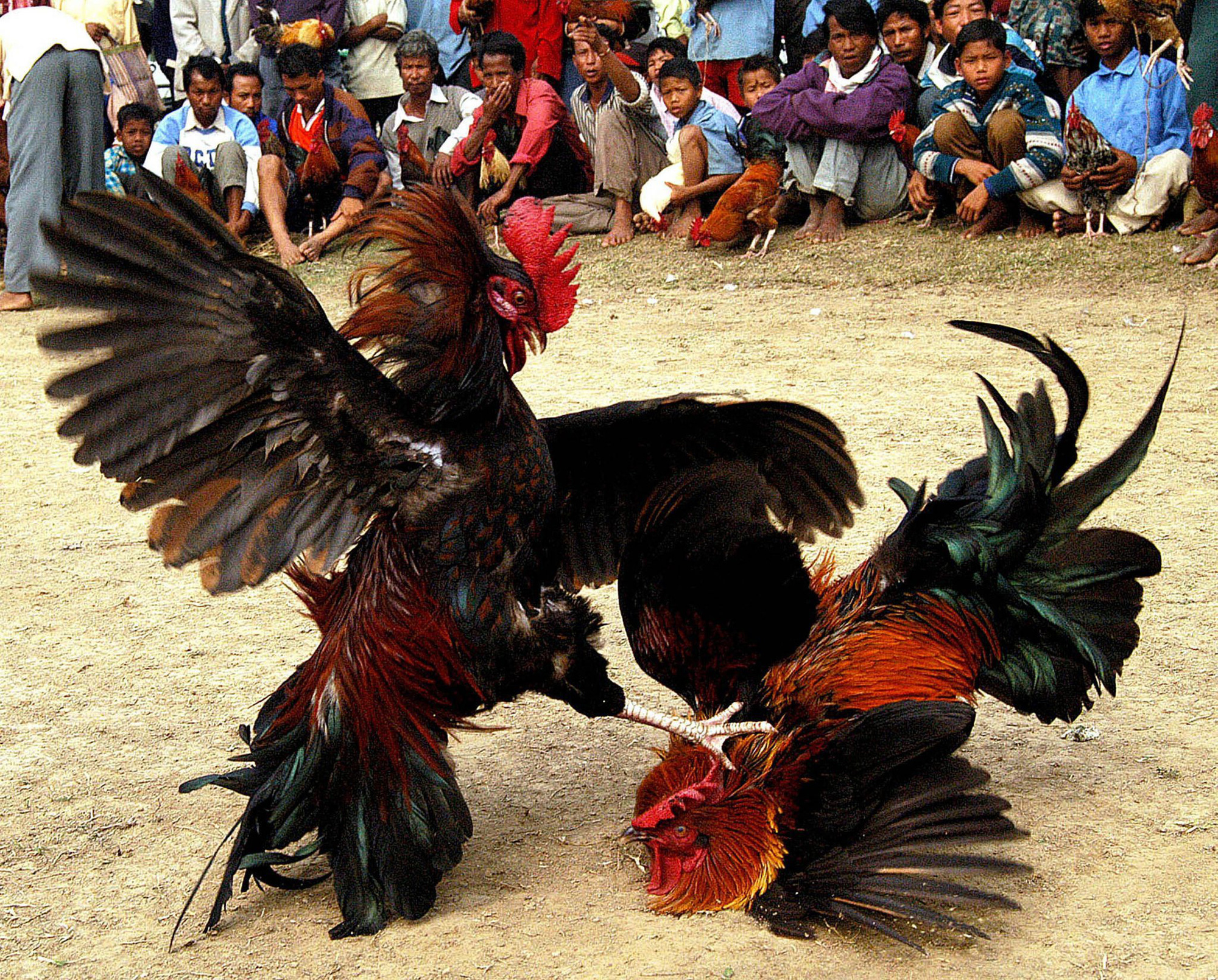 Đá gà Campuchia - Trải nghiệm cá cược kịch tính tại ALO789 2 Các hình thức đá gà phổ biến tại Campuchia