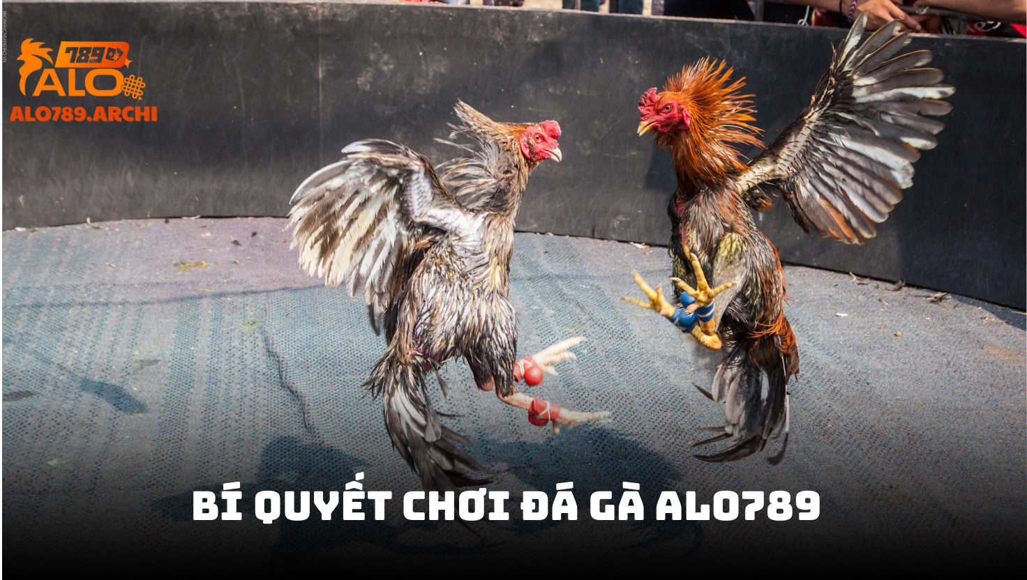 Bí quyết chơi đá gà thắng lớn cùng ALO789 – Nhà cái uy tín hàng đầu châu Á