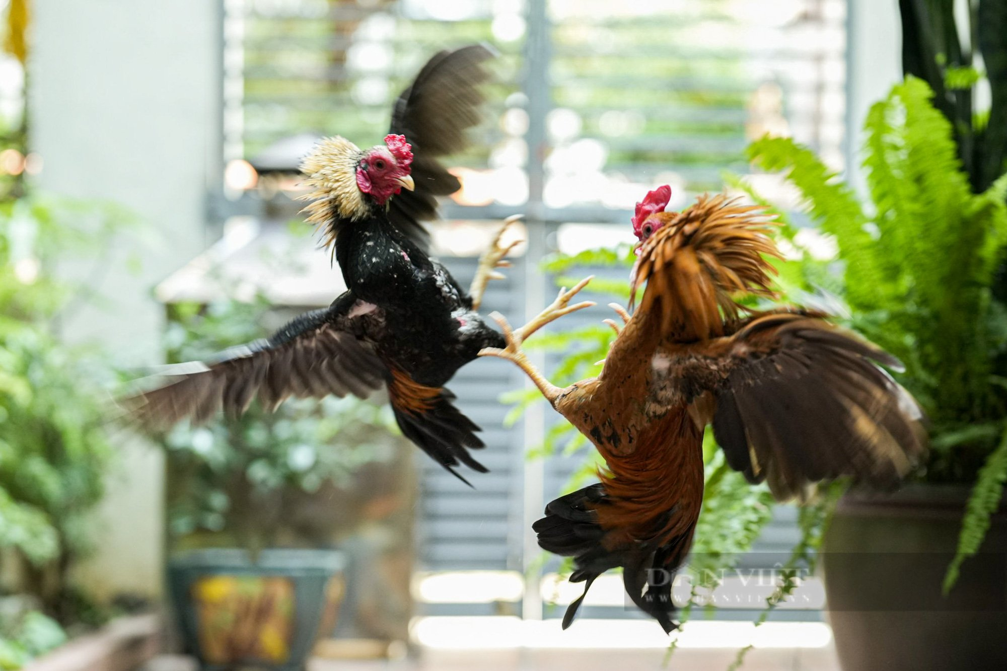 Bí quyết chơi đá gà dễ thắng từ cao thủ