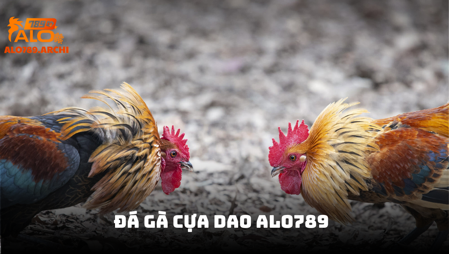 Đá gà cựa dao ALO789 - Thỏa mãn đam mê, bùng nổ cảm xúc