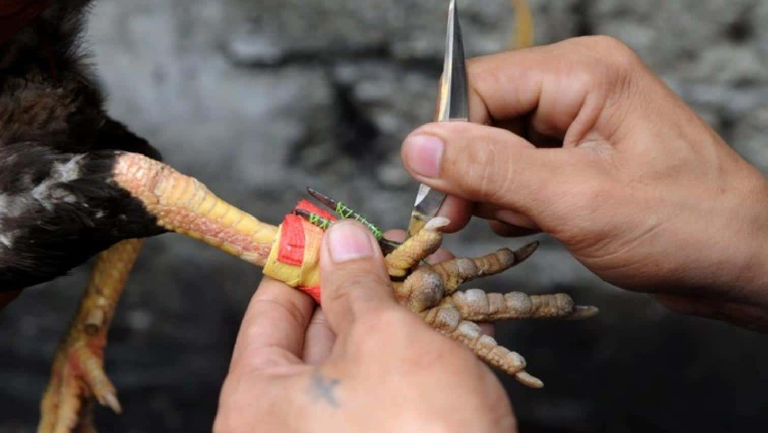 Đặc điểm thú vị của đá gà cựa dao tại ALO789