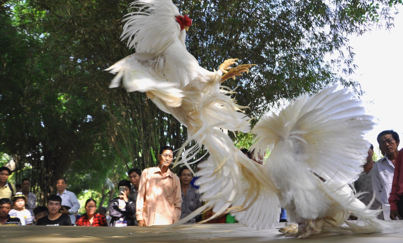 Đá gà cựa sắt tại ALO789 – Hành trình chinh phục đấu trường kịch tính 3 Trải nghiệm đá gà cựa sắt trực tuyến tại ALO789