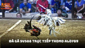 Đá gà SV388 trực tiếp Thomo ALO789 - Trải nghiệm cá cược đỉnh cao