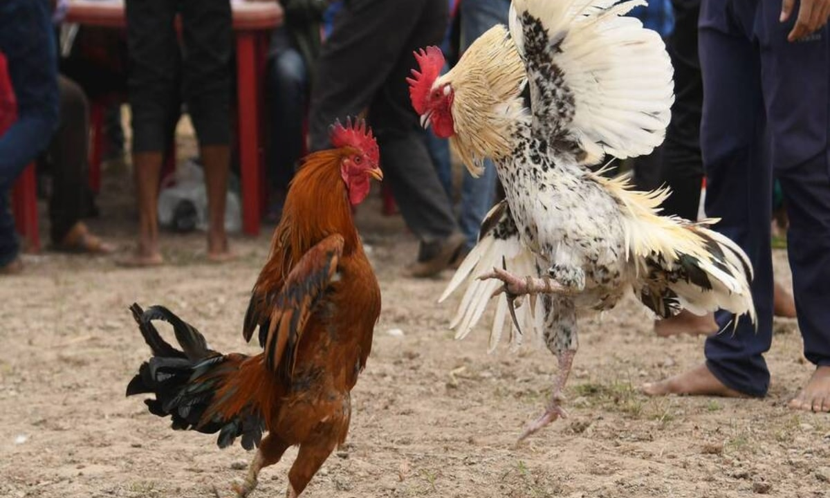 Đá gà SV388 trực tiếp Thomo ALO789 - Trải nghiệm cá cược đỉnh cao 3 Tỷ lệ cược Malay tại ALO789